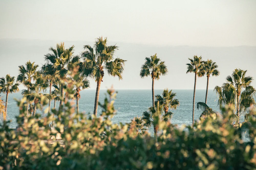 Palm trees overlooking the California coast