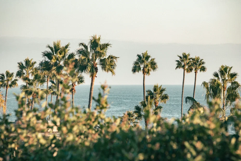 Palm trees overlooking the California coast